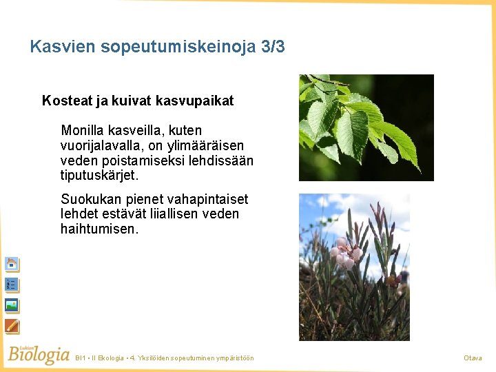 Kasvien sopeutumiskeinoja 3/3 Kosteat ja kuivat kasvupaikat Monilla kasveilla, kuten vuorijalavalla, on ylimääräisen veden