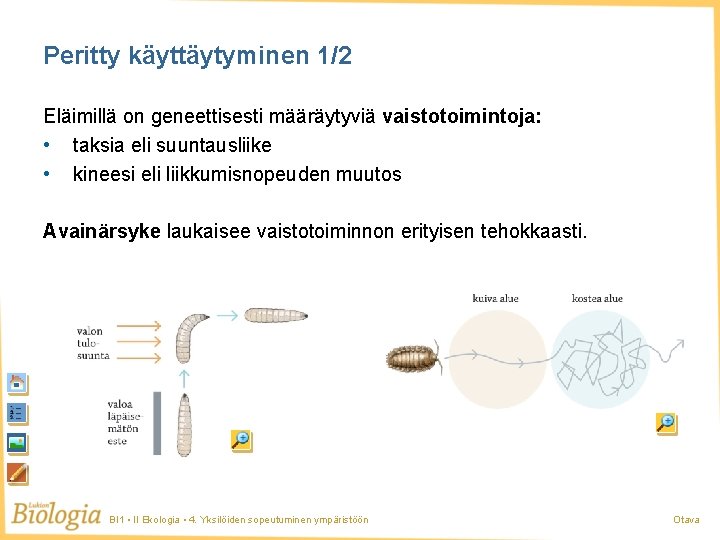 Peritty käyttäytyminen 1/2 Eläimillä on geneettisesti määräytyviä vaistotoimintoja: • taksia eli suuntausliike • kineesi