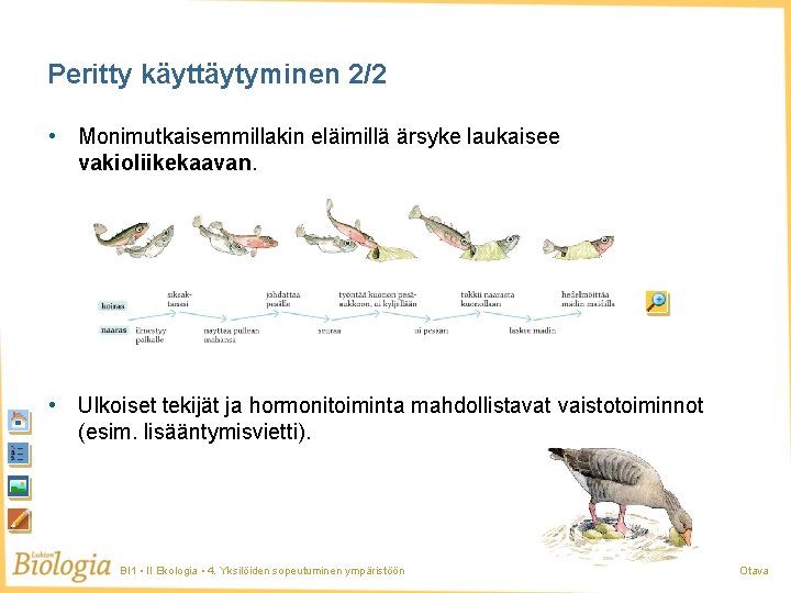 Peritty käyttäytyminen 2/2 • Monimutkaisemmillakin eläimillä ärsyke laukaisee vakioliikekaavan. • Ulkoiset tekijät ja hormonitoiminta