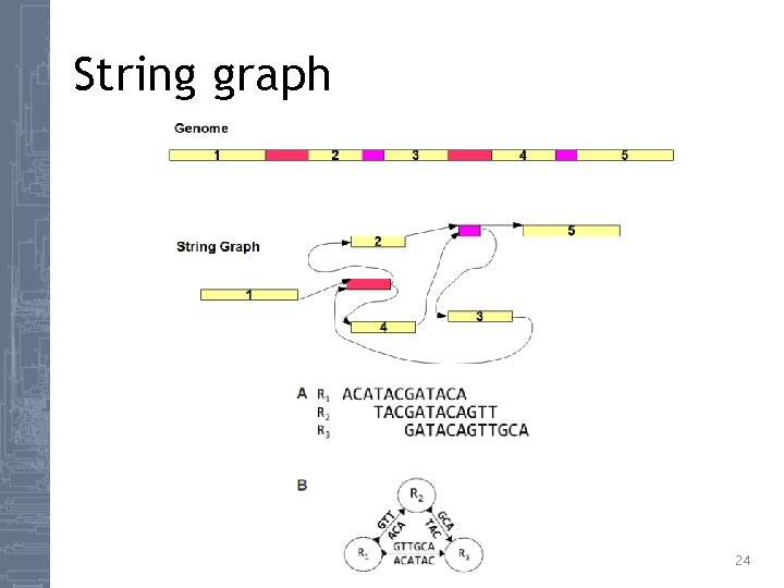 String graph 24 