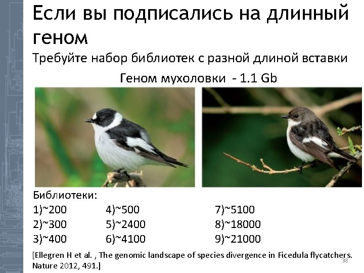 Если вы подписались на длинный геном Требуйте набор библиотек с разной длиной вставки Геном