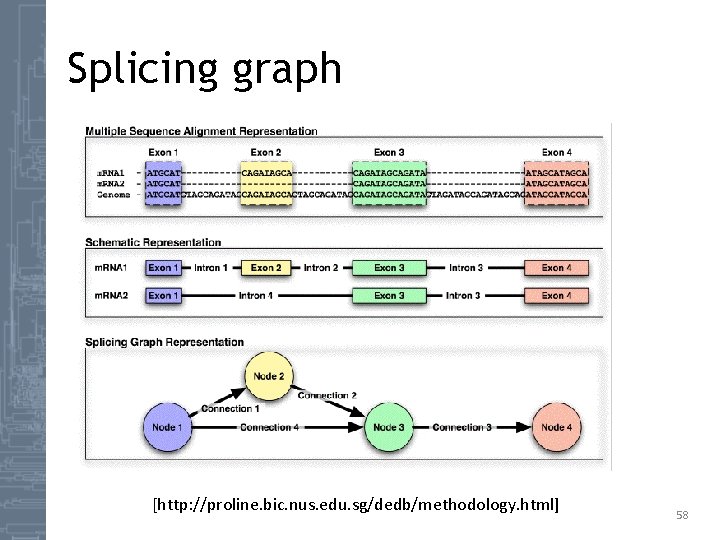 Splicing graph [http: //proline. bic. nus. edu. sg/dedb/methodology. html] 58 