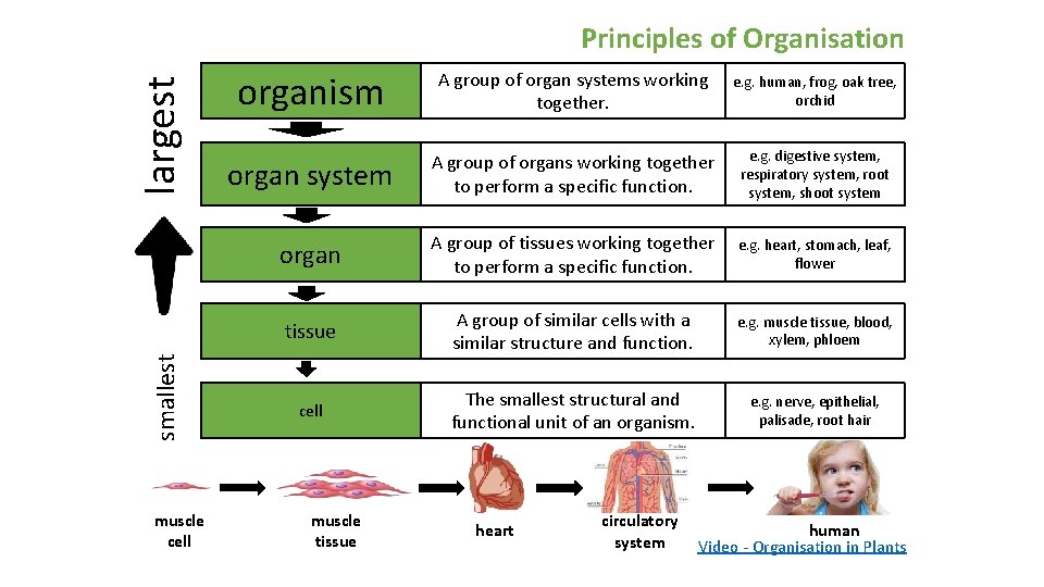 smallest largest Principles of Organisation muscle cell organism A group of organ systems working