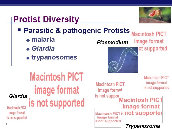 Protist Diversity § Parasitic & pathogenic Protists malaria u Giardia u trypanosomes u Plasmodium