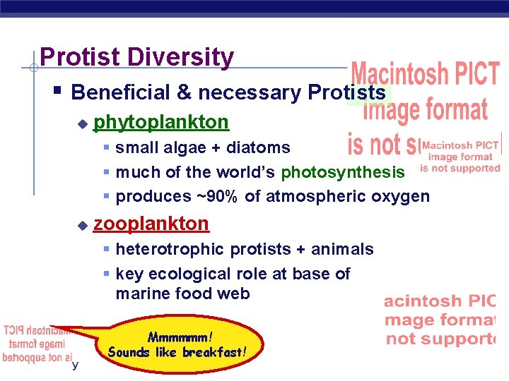 Protist Diversity § Beneficial & necessary Protists u phytoplankton § small algae + diatoms