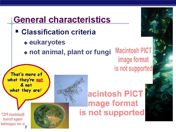 General characteristics § Classification criteria eukaryotes u not animal, plant or fungi u That’s