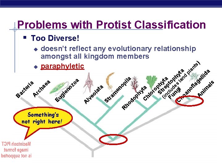 Problems with Protist Classification § Too Diverse! AP Biology C ph yt a hl