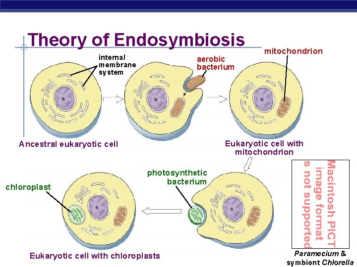 Theory of Endosymbiosis internal membrane system aerobic bacterium Eukaryotic cell with mitochondrion Ancestral eukaryotic