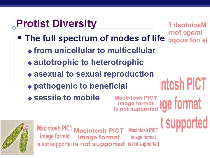 Protist Diversity § The full spectrum of modes of life from unicellular to multicellular