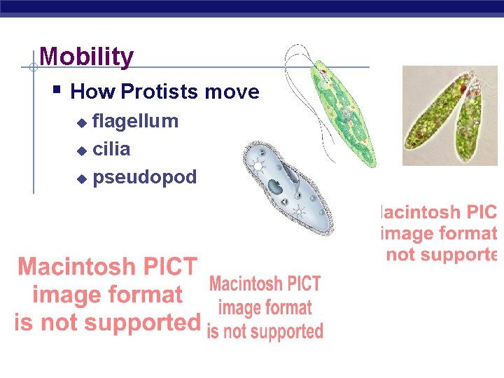 Mobility § How Protists move flagellum u cilia u pseudopod u AP Biology 