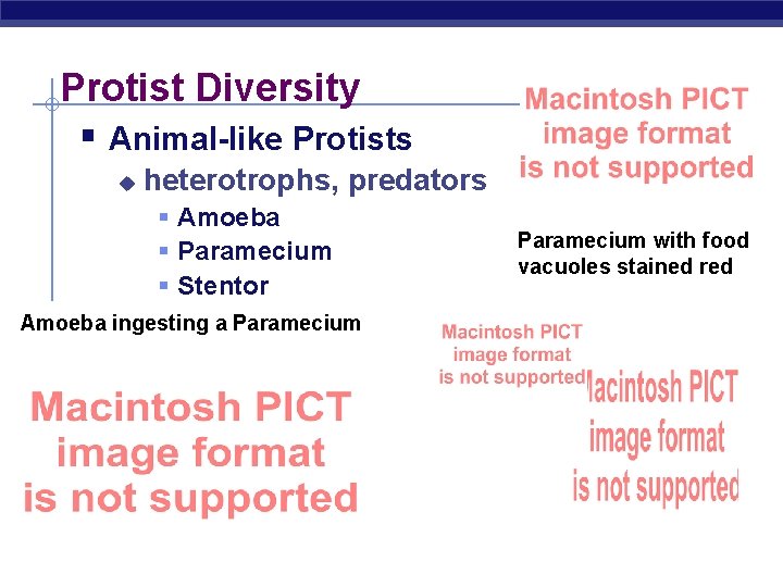 Protist Diversity § Animal-like Protists u heterotrophs, predators § Amoeba § Paramecium § Stentor