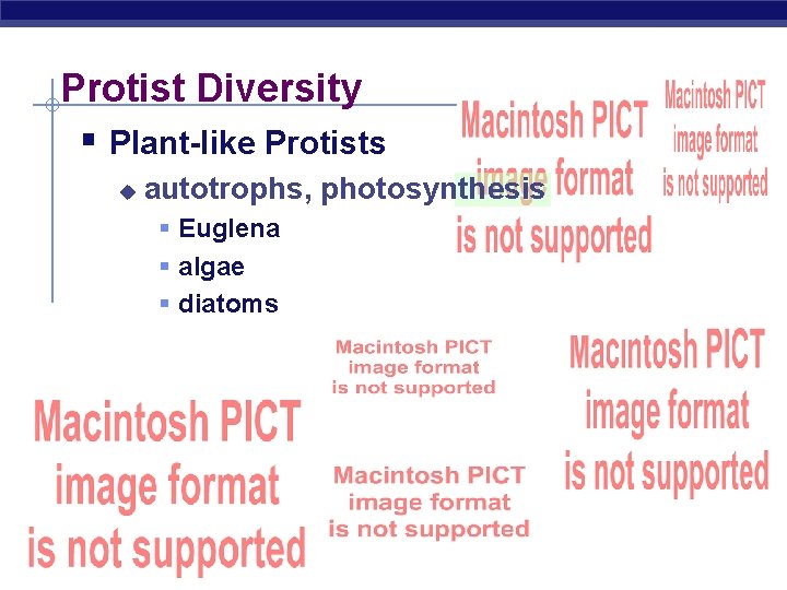 Protist Diversity § Plant-like Protists u autotrophs, photosynthesis § Euglena § algae § diatoms