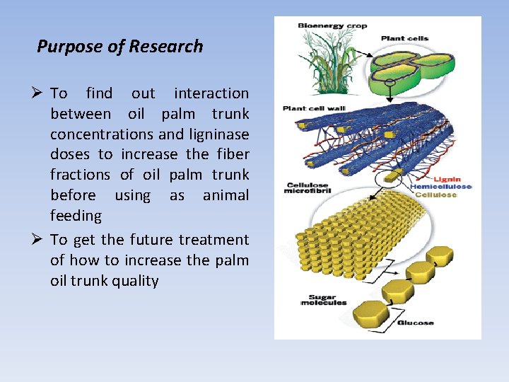 Purpose of Research Ø To find out interaction between oil palm trunk concentrations and