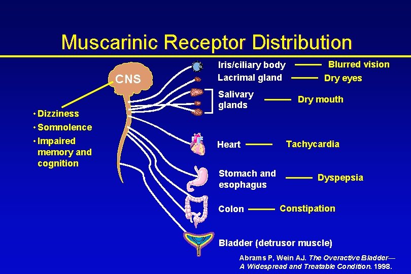 Muscarinic Receptor Distribution CNS • Dizziness • Somnolence • Impaired memory and cognition Iris/ciliary