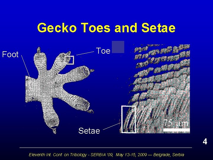 Gecko Toes and Setae Foot Toe Setae 4 Eleventh Int. Conf. on Tribology -