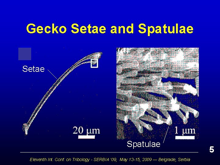 Gecko Setae and Spatulae Setae Spatulae Eleventh Int. Conf. on Tribology - SERBIA ’