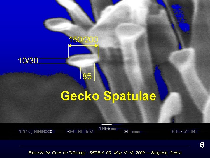 150/200 10/30 85 Gecko Spatulae 6 Eleventh Int. Conf. on Tribology - SERBIA ’