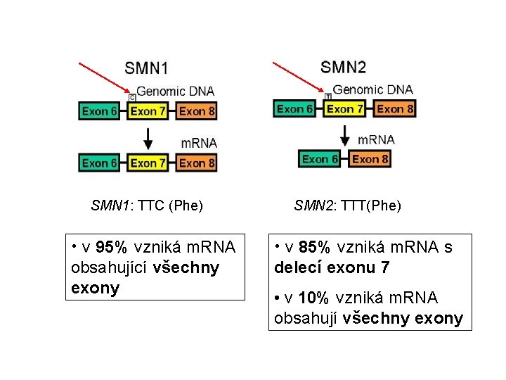 SMN 1: TTC (Phe) • v 95% vzniká m. RNA obsahující všechny exony SMN