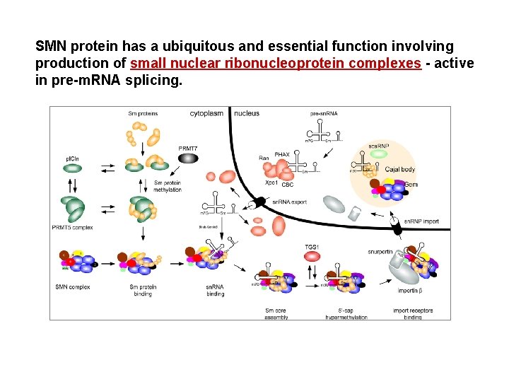 SMN protein has a ubiquitous and essential function involving production of small nuclear ribonucleoprotein