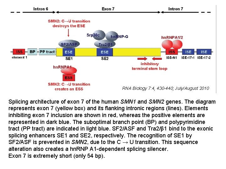 RNA Biology 7: 4, 430 -440; July/August 2010 Splicing architecture of exon 7 of