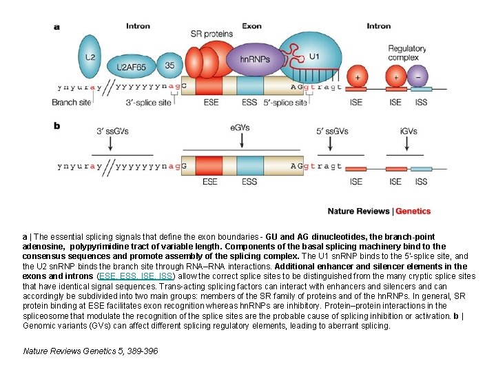 a | The essential splicing signals that define the exon boundaries - GU and