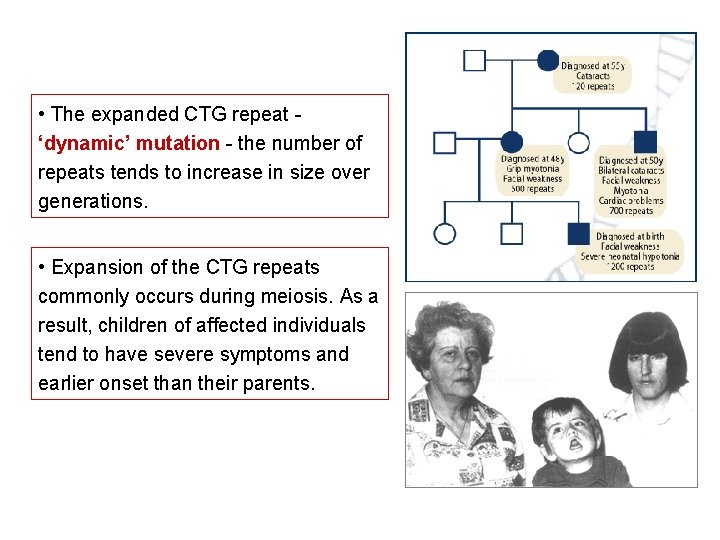  • The expanded CTG repeat ‘dynamic’ mutation - the number of repeats tends