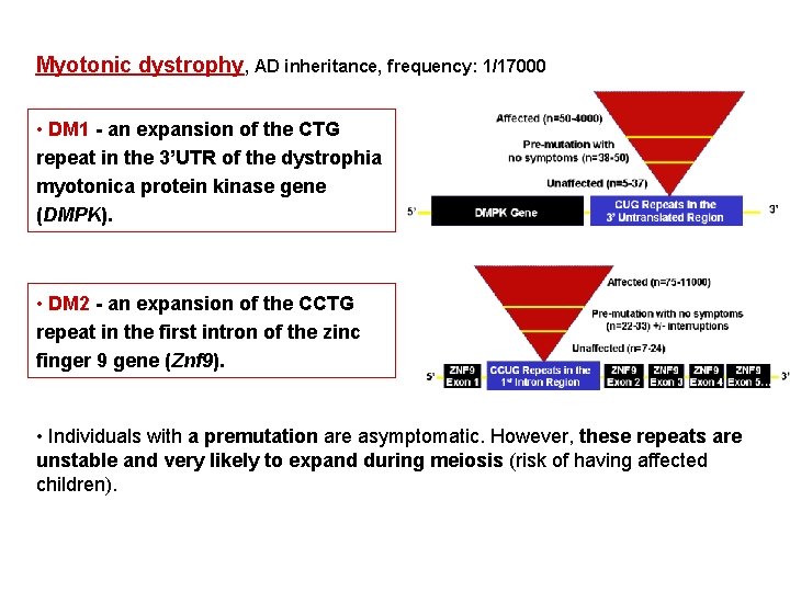 Myotonic dystrophy, AD inheritance, frequency: 1/17000 • DM 1 - an expansion of the