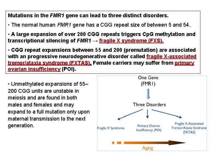Mutations in the FMR 1 gene can lead to three distinct disorders. • The