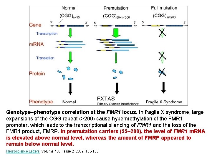 Genotype–phenotype correlation at the FMR 1 locus. In fragile X syndrome, large expansions of