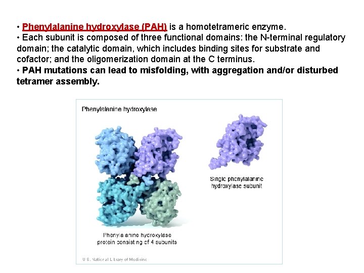  • Phenylalanine hydroxylase (PAH) is a homotetrameric enzyme. • Each subunit is composed