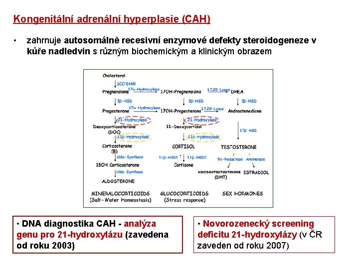 Kongenitální adrenální hyperplasie (CAH) • zahrnuje autosomálně recesivní enzymové defekty steroidogeneze v kůře nadledvin