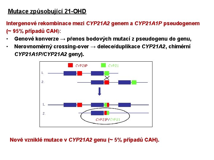 Mutace způsobující 21 -OHD Intergenové rekombinace mezi CYP 21 A 2 genem a CYP