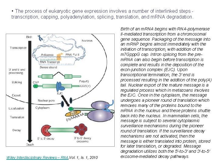  • The process of eukaryotic gene expression involves a number of interlinked steps