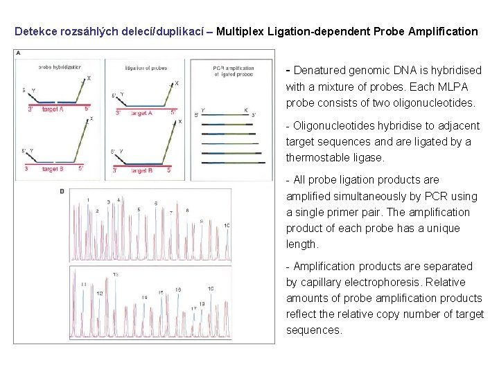 Detekce rozsáhlých delecí/duplikací – Multiplex Ligation-dependent Probe Amplification - Denatured genomic DNA is hybridised