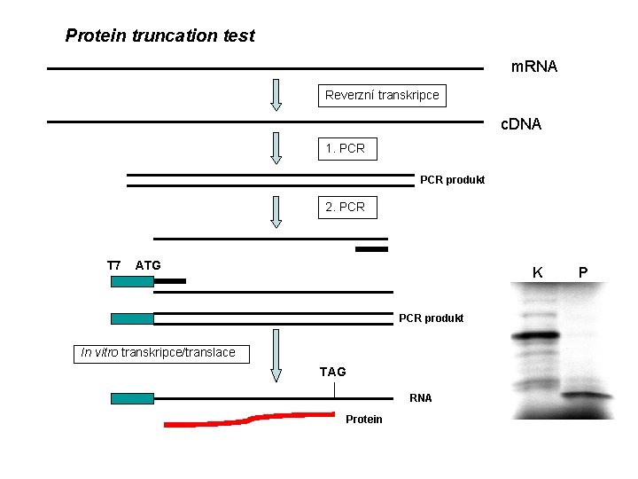 Protein truncation test m. RNA Reverzní transkripce c. DNA 1. PCR produkt 2. PCR