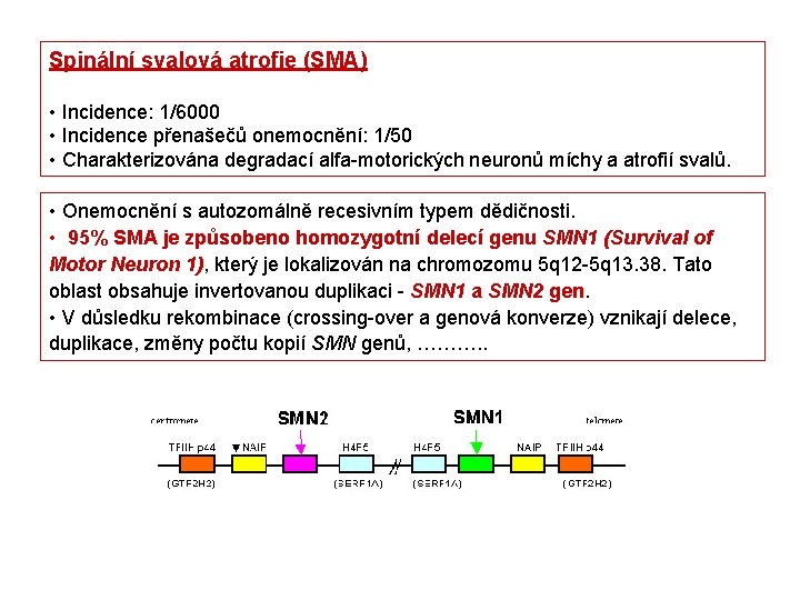 Spinální svalová atrofie (SMA) • Incidence: 1/6000 • Incidence přenašečů onemocnění: 1/50 • Charakterizována