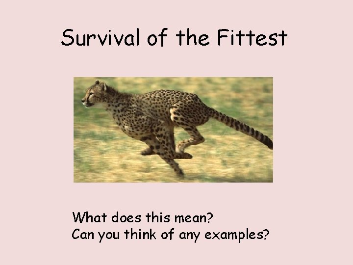 Survival of the Fittest What does this mean? Can you think of any examples?