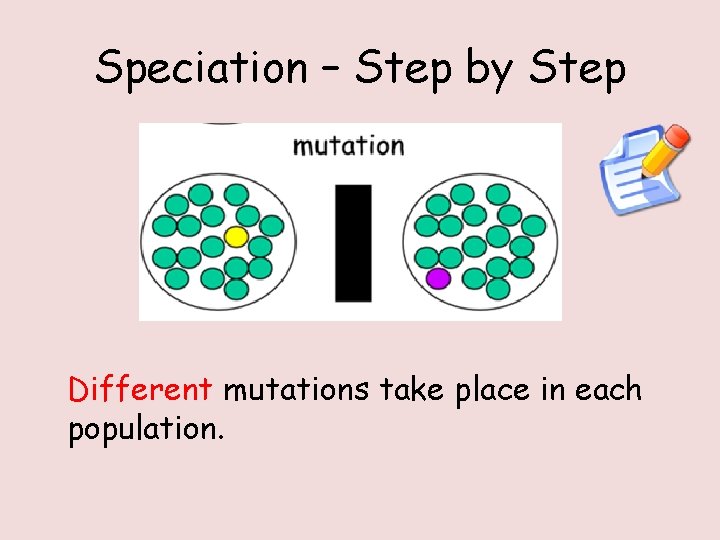 Speciation – Step by Step Different mutations take place in each population. 