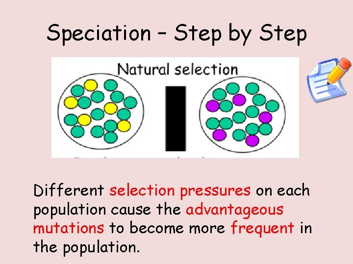 Speciation – Step by Step Different selection pressures on each population cause the advantageous