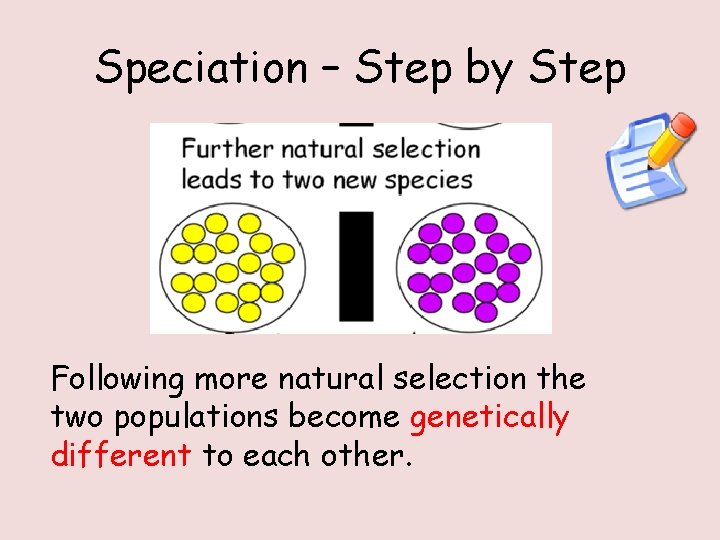 Speciation – Step by Step Following more natural selection the two populations become genetically