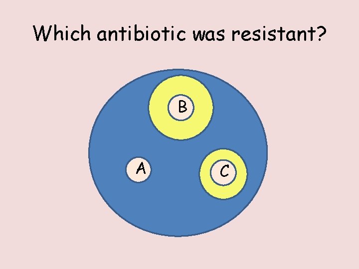 Which antibiotic was resistant? B A C 
