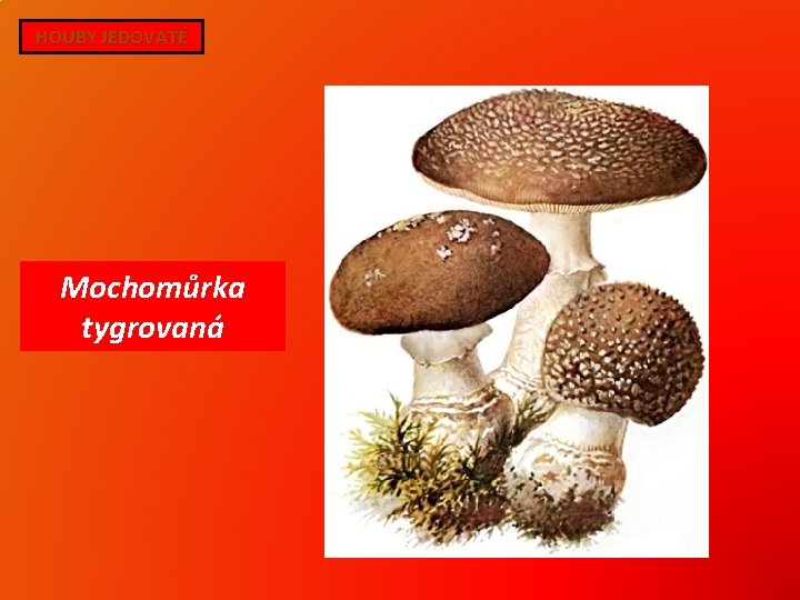 HOUBY JEDOVATÉ Mochomůrka tygrovaná 