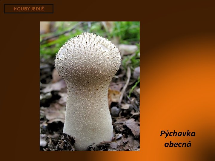 HOUBY JEDLÉ Pýchavka obecná 