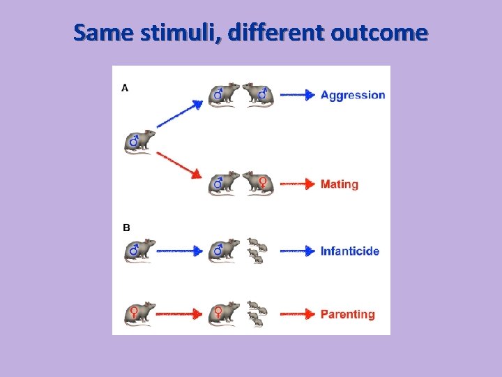 Same stimuli, different outcome 