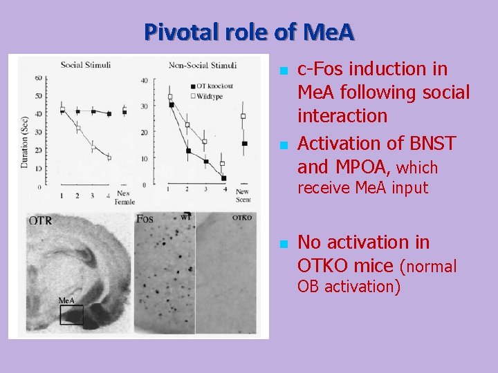 Pivotal role of Me. A n n c-Fos induction in Me. A following social