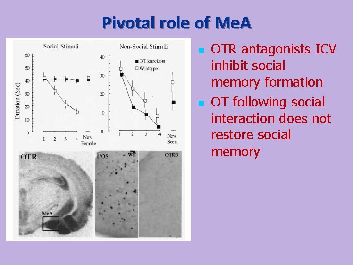 Pivotal role of Me. A n n OTR antagonists ICV inhibit social memory formation