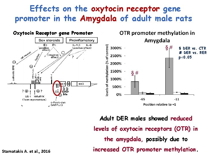 Effects on the oxytocin receptor gene promoter in the Amygdala of adult male rats