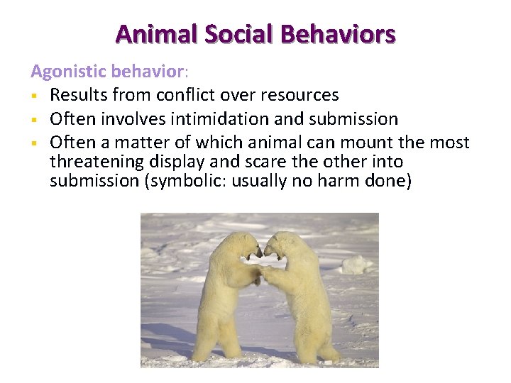 Animal Social Behaviors Agonistic behavior: § Results from conflict over resources § Often involves