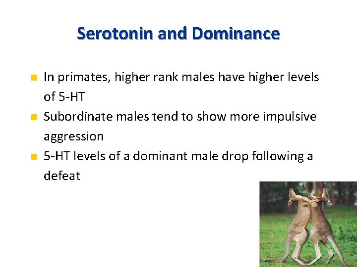 Serotonin and Dominance n n n In primates, higher rank males have higher levels
