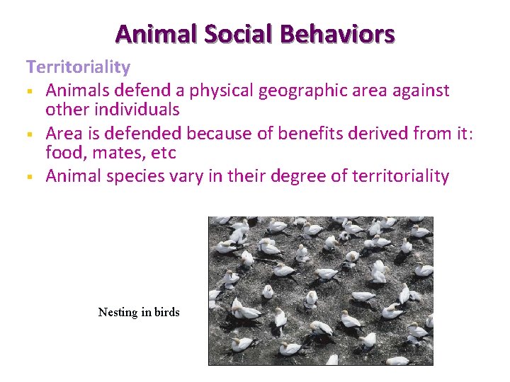 Animal Social Behaviors Territoriality § Animals defend a physical geographic area against other individuals
